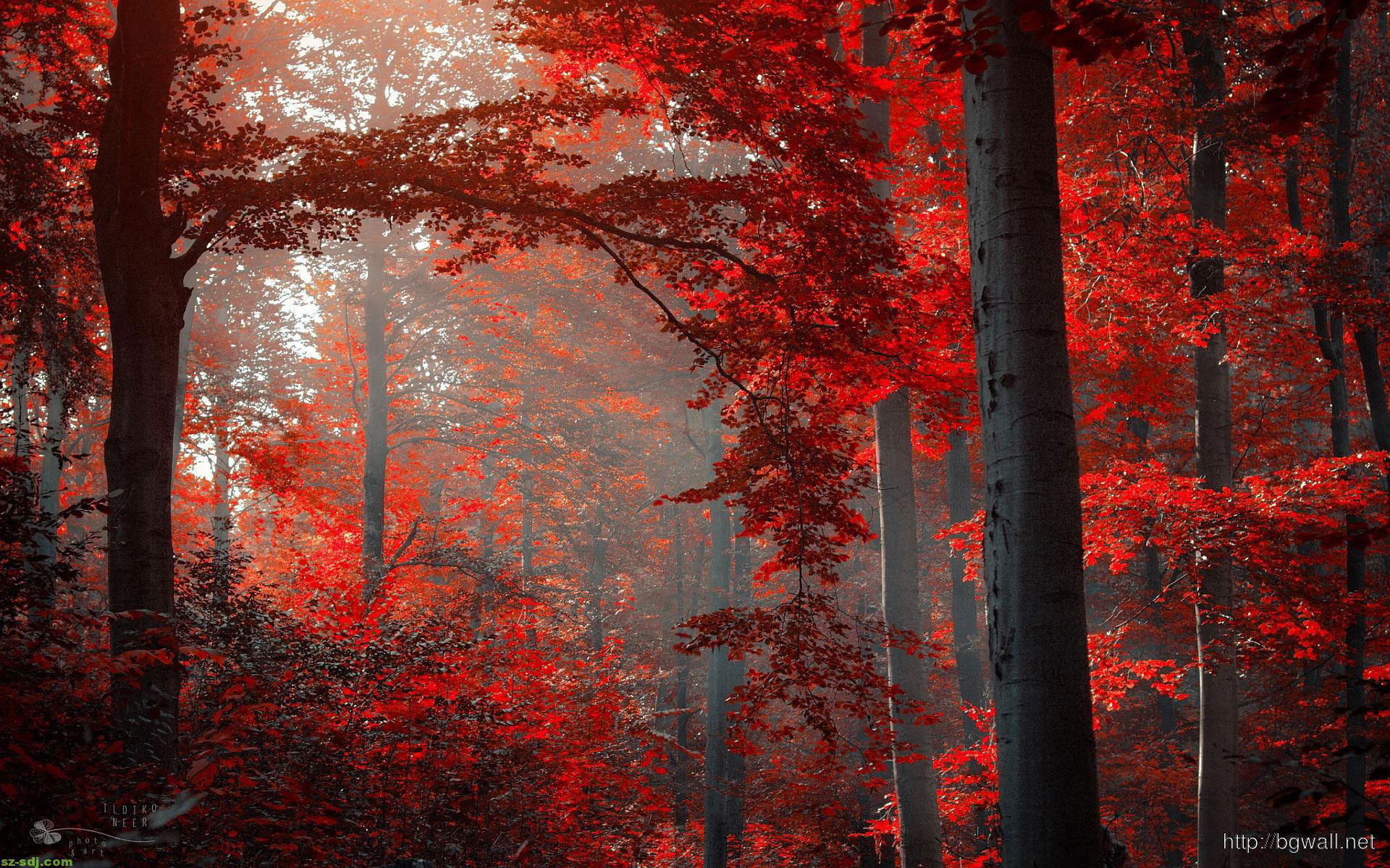 dark-forest-red-autumn-wall Autumn Wallpaper Examples for Your Desktop Background