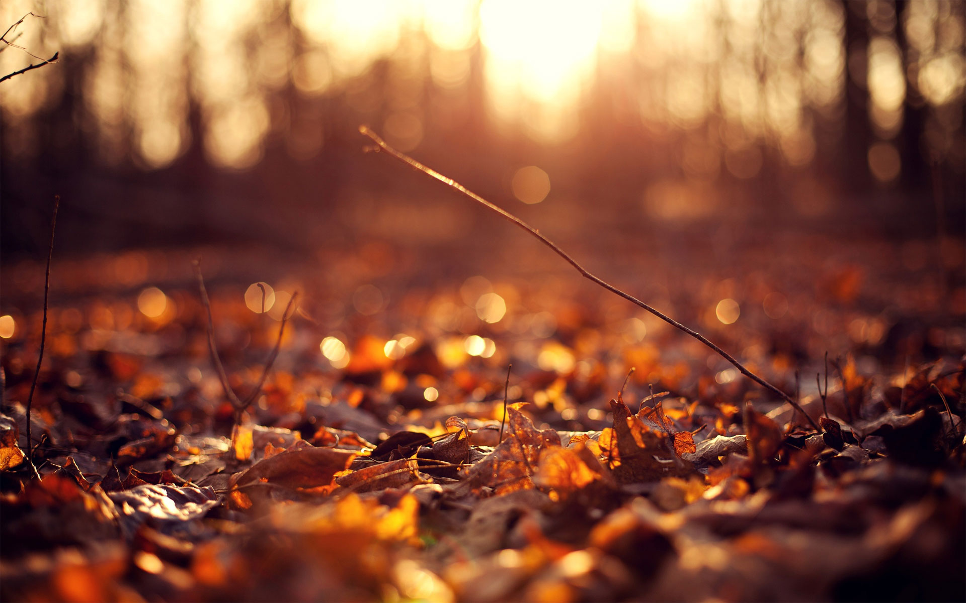 macro-leaf-autumn-1 Autumn Wallpaper Examples for Your Desktop Background