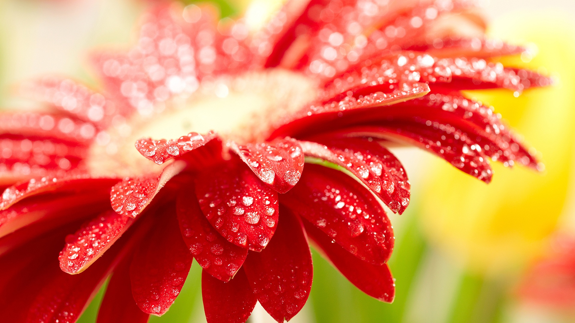 amazing_red_flower-HD Awesome Wallpapers To Download For Your Desktop Background