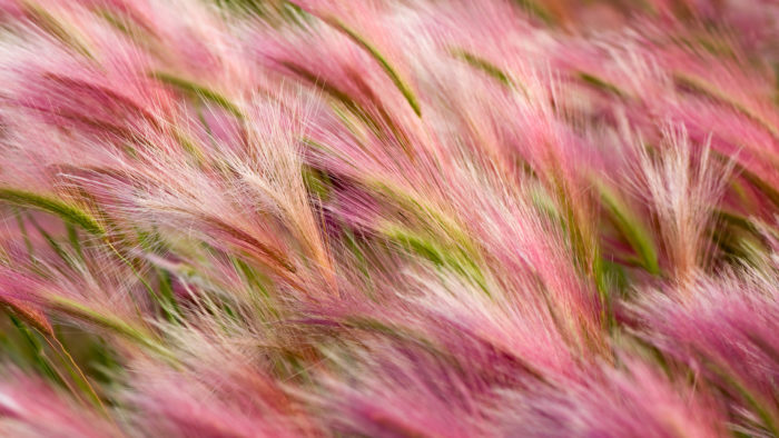 Foxtail_Barley_49-700x394 4K Wallpapers for Your Desktop Background