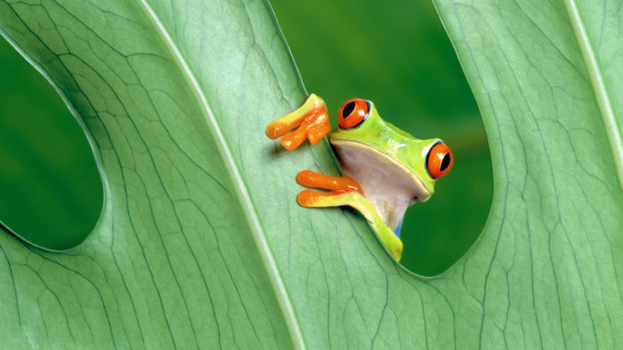 Frog_50-700x394 4K Wallpapers for Your Desktop Background