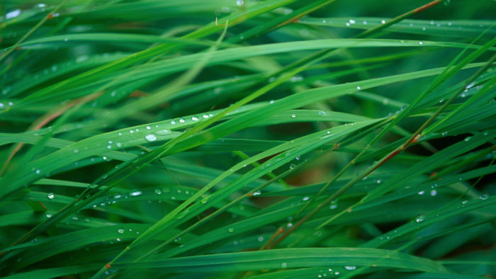 Grass_Blades_55-700x394 4K Wallpapers for Your Desktop Background