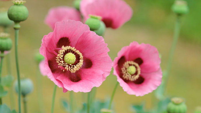Poppies_96-700x394 4K Wallpapers for Your Desktop Background