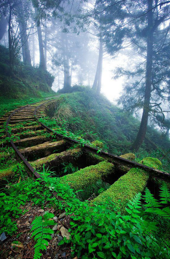 Overgrown railroad tracks in the forest Amazing Photography