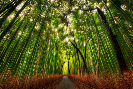 Bamboo Forest Amazing Photography