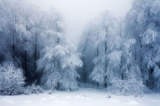 Frozen Forest Amazing Photography