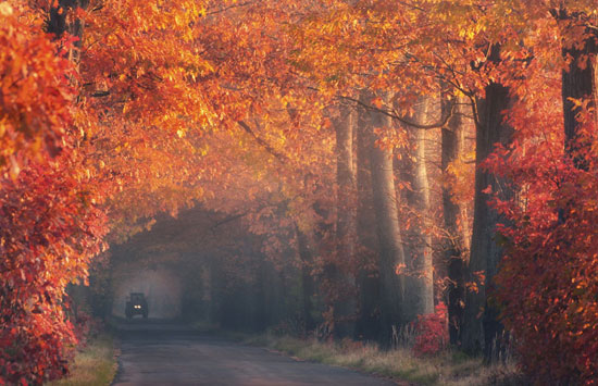 Autumn With Tractor Amazing Photography