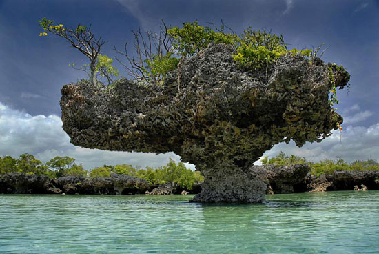 Coral and Mangrove, Zanzibar, Tanzania, East Africa Amazing Photography