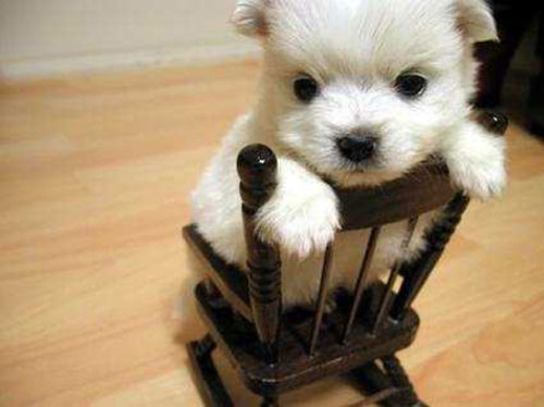 cute little puppy on chair photography