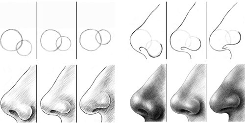 Adult Noses in Profile tutorial