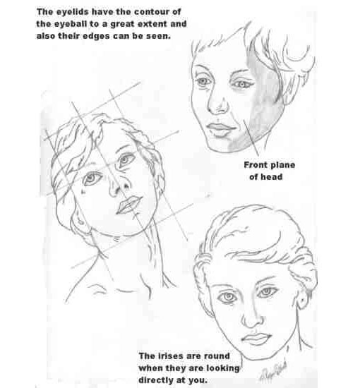 Basic Anatomy for the Artist - Lesson 2