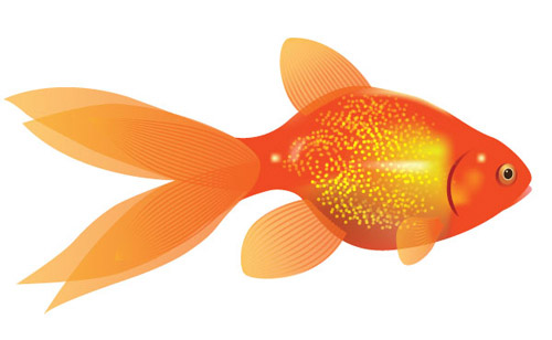 How to Create a Vector Goldfish in Six Steps Adobe Illustrator tutorial