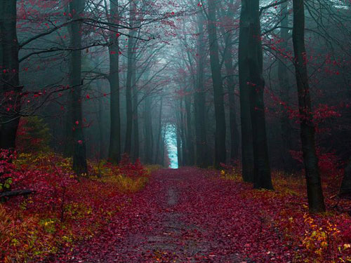 Autumn Woods, Germany Photography