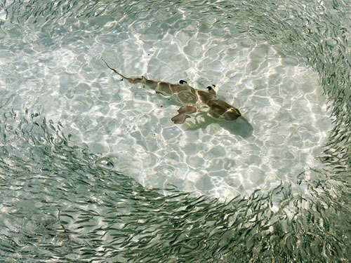 Blacktip Reef Shark, Maldives Photography
