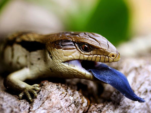 Blue Tongued Lizard, Australia Photography