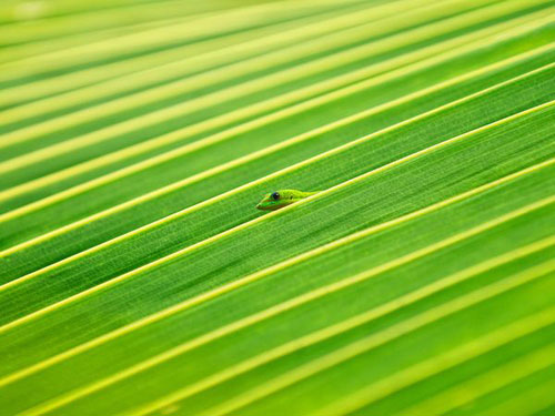 Gecko and Palm Frond Photography