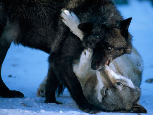 Gray Wolves, Minnesota Photography
