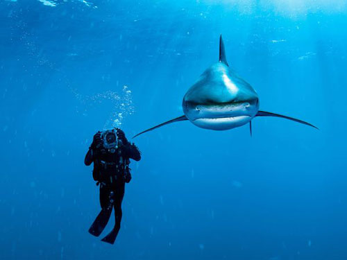 Oceanic Whitetip Shark, Bahamas Photography