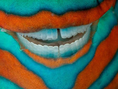 Parrotfish, Great Barrier Reef Photography