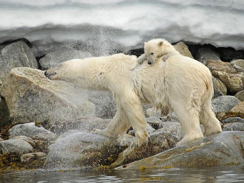 Polar Bear and Cub, Svalbard Photography