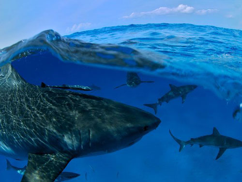 Sharks, Bahamas Photography
