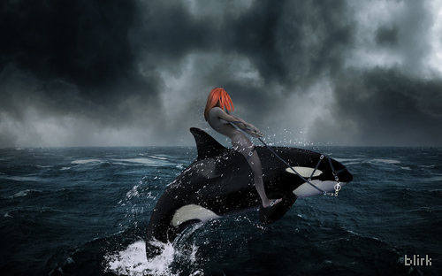 orca wallpaper. Killer+whale+wallpaper+