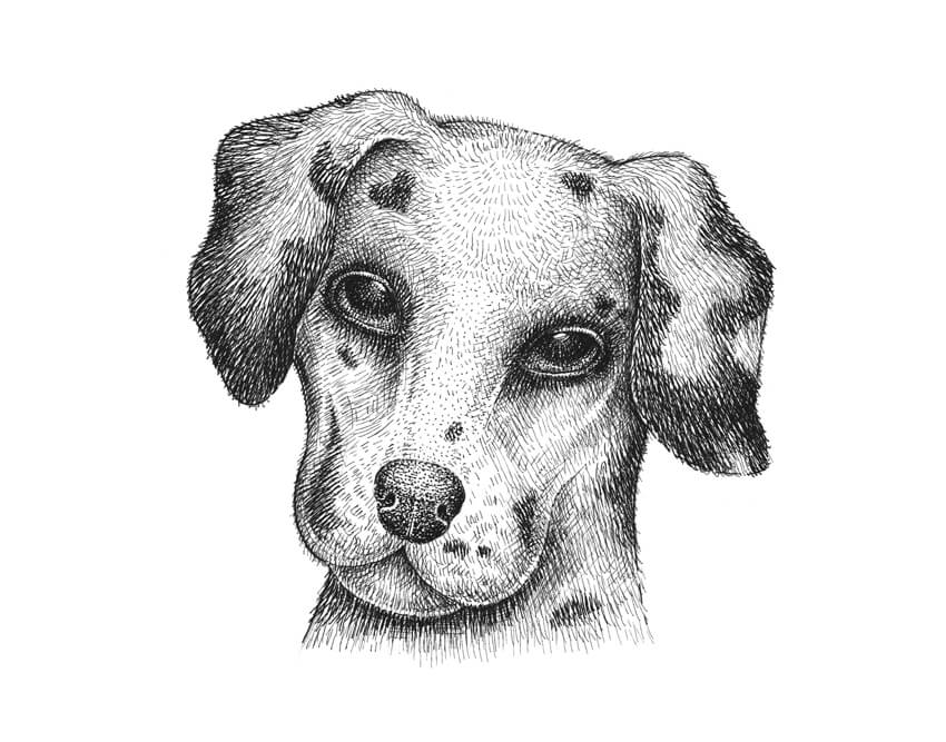 How to draw a dog with these tutorials for drawing cute puppies