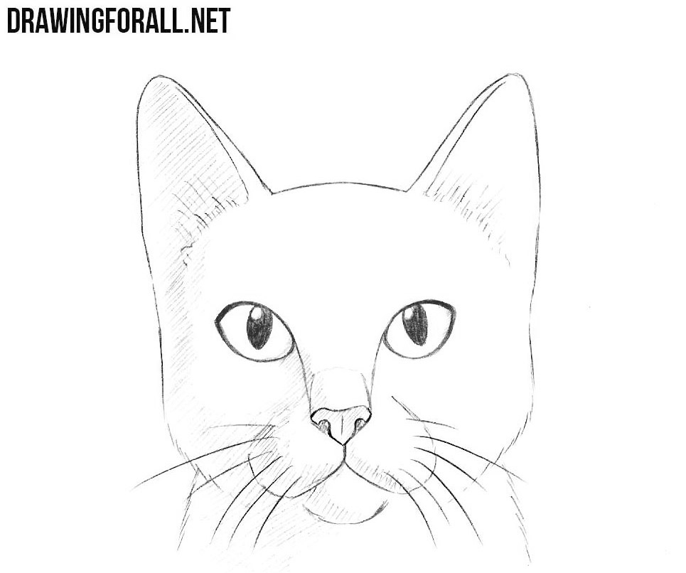 6-how-to-draw-a-cat-head How to draw a cat face and silhouette with easy step by step tutorials