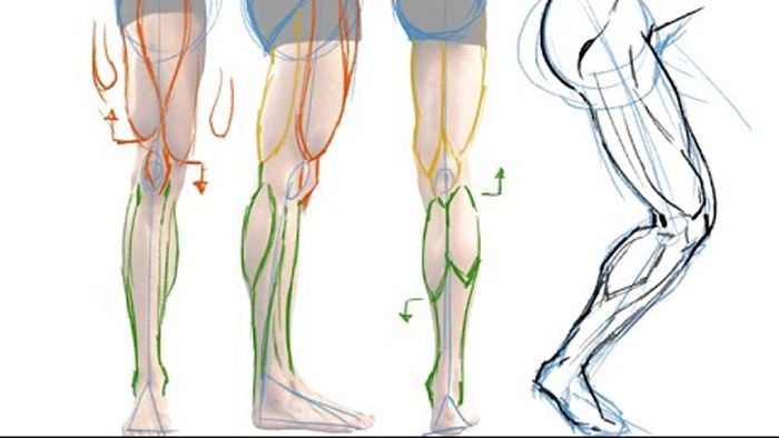 Digital Illustration Leg Muscles Perspective Stock Illustration 1661952613  | Shutterstock