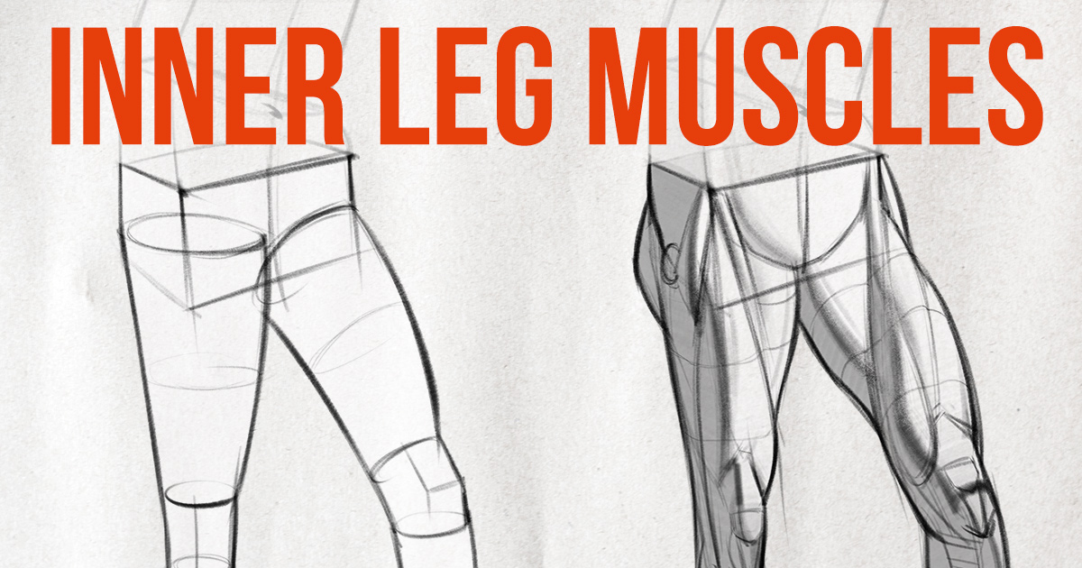 How-to-draw-adductors-form-FB How to draw legs, realistically drawn male and female legs