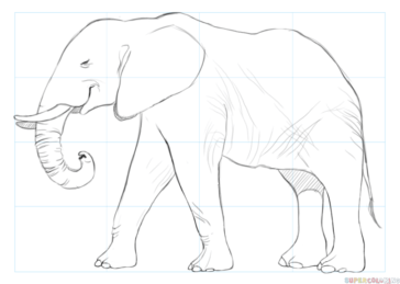 How to draw an elephant (Photo and video tutorials)