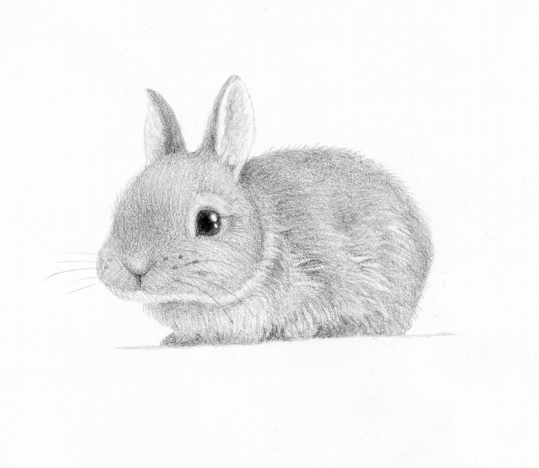 How To Draw A Realistic Bunny