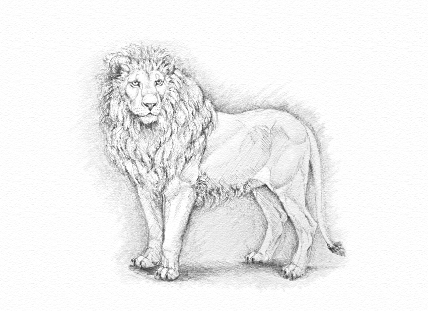 Ues Its A Finished Sketch Wild Lion Pencil Sketch., Size: A4 Size