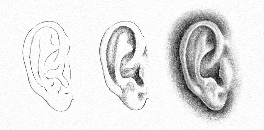 How to Draw an Ear Step by Step - Side View