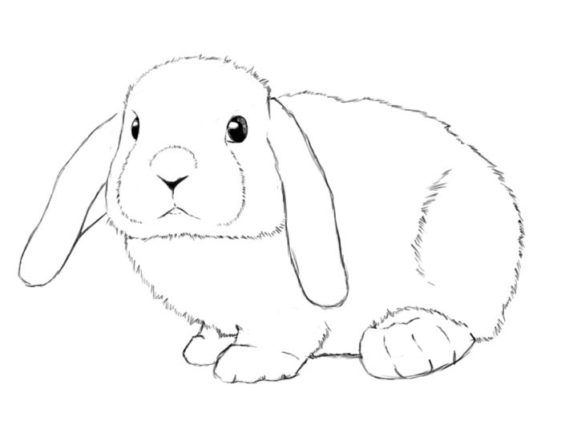 How to draw a rabbit (bunny) easily [Tutorials for beginners]