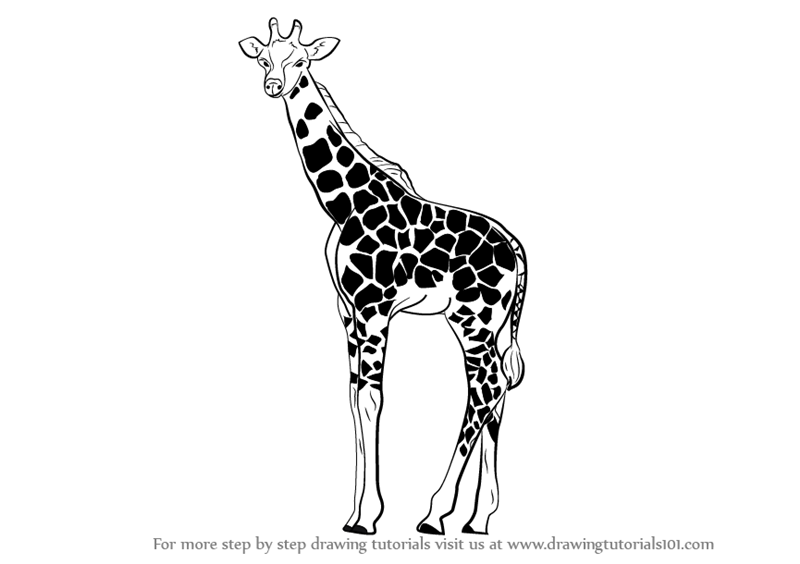 How To Draw A Giraffe With These Realistic Cartoon Drawing Tutorials