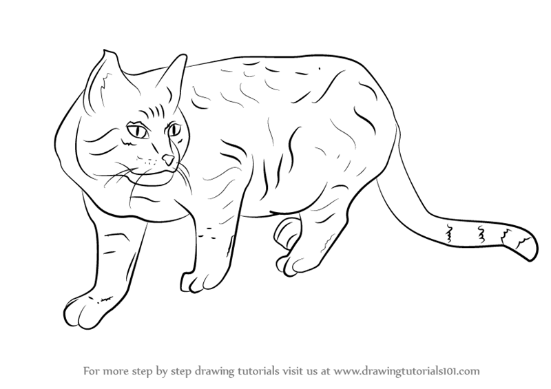 how-to-draw-Wildcat-step-0 How to draw a cat face and silhouette with easy step by step tutorials