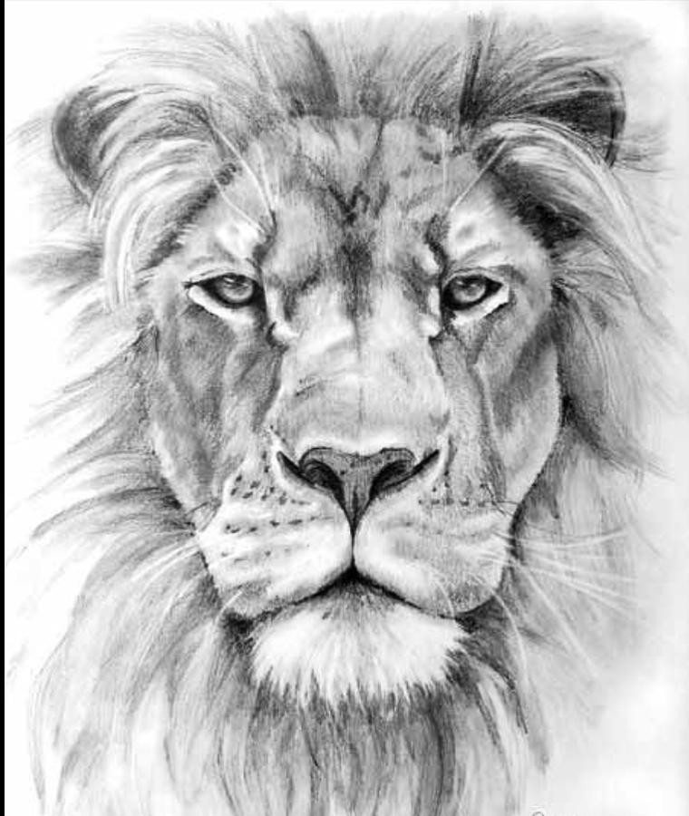 ArtStation - Lion Face (Pencil Sketch)