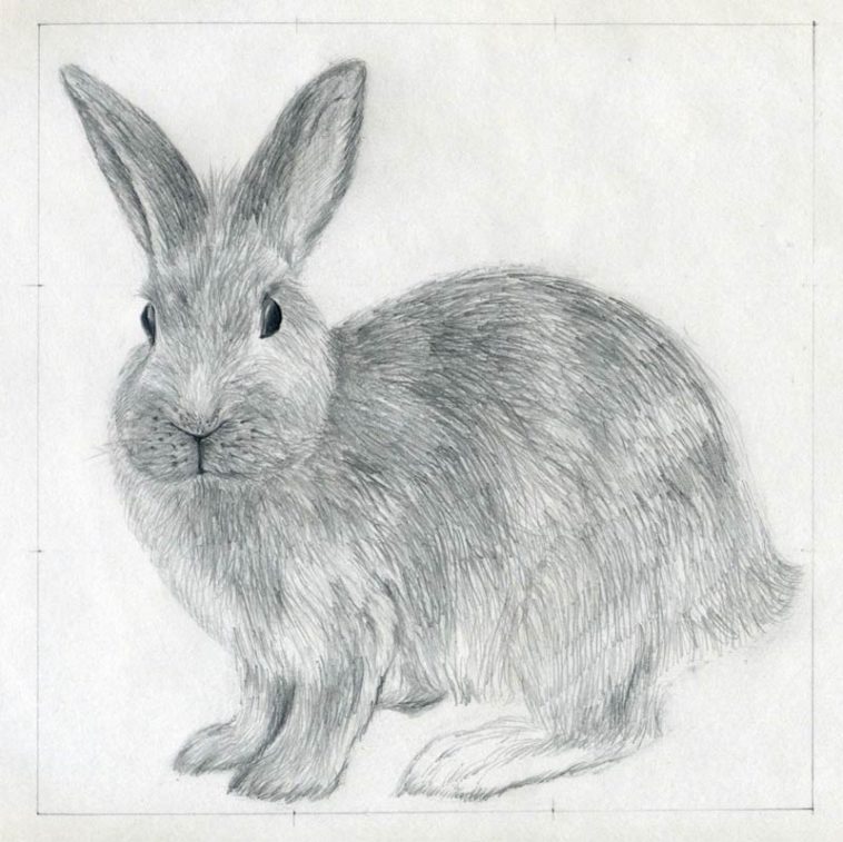 How to draw a rabbit (bunny) easily [Tutorials for beginners]