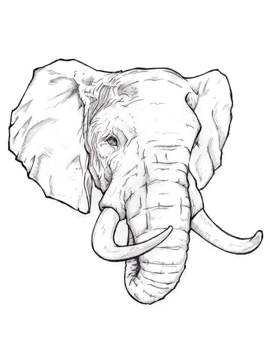 Elephant head sketch wild animal Royalty Free Vector Image