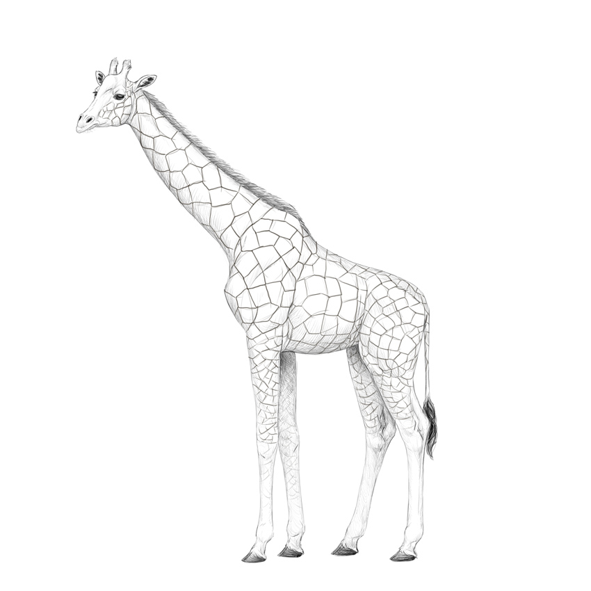 How To Draw A Giraffe With These Realistic Cartoon Drawing Tutorials