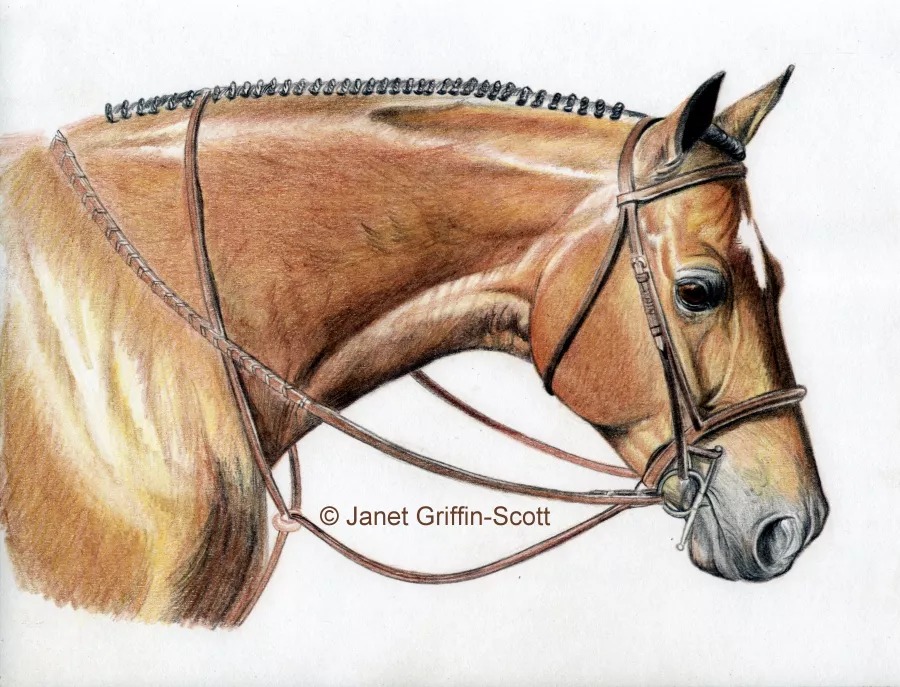 Pencil Horse Drawings