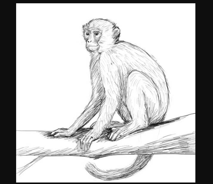 Monkey outline vector icon. Silhouette of wild chimpanzee, macaque,  capuchin, baboon. Animal sketch isolated on white background. Symbol of the  Chinese zodiac, dexterity, monkeypox 9459236 Vector Art at Vecteezy