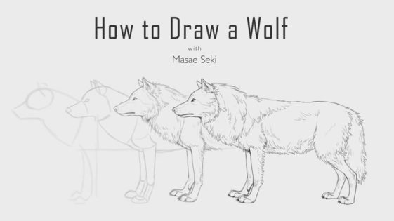 How to draw a wolf (Step by step tutorials for beginners)