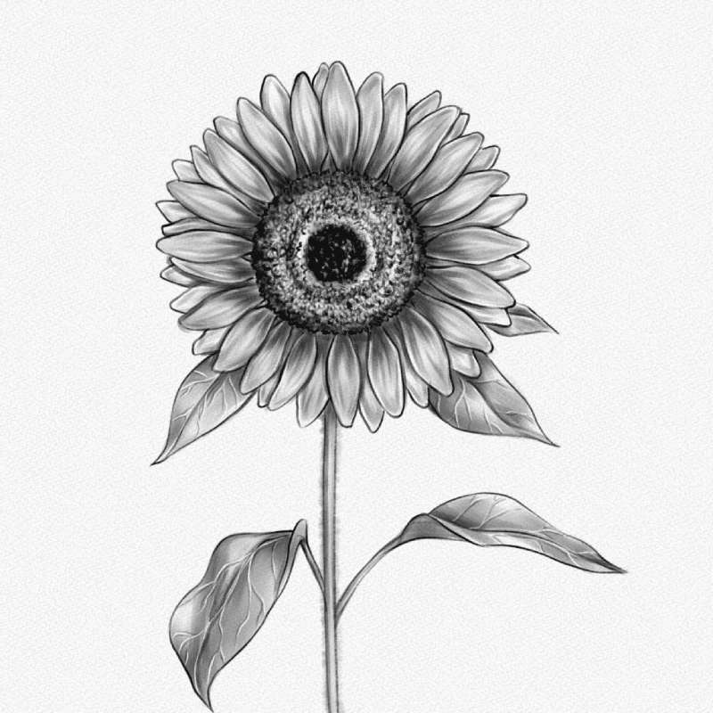 Art-and-Sunflowers-%E2%80%93-Dive-Deep-into-Drawing How To Draw A Sunflower: Tutorials To Learn From