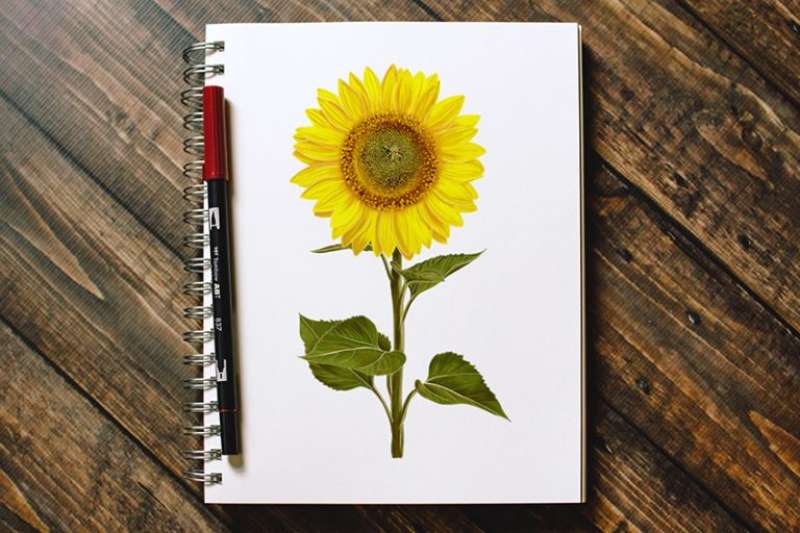 Crafting-the-Perfect-Sunflower_-Color-Burst-Alert-1 How To Draw A Sunflower: Tutorials To Learn From