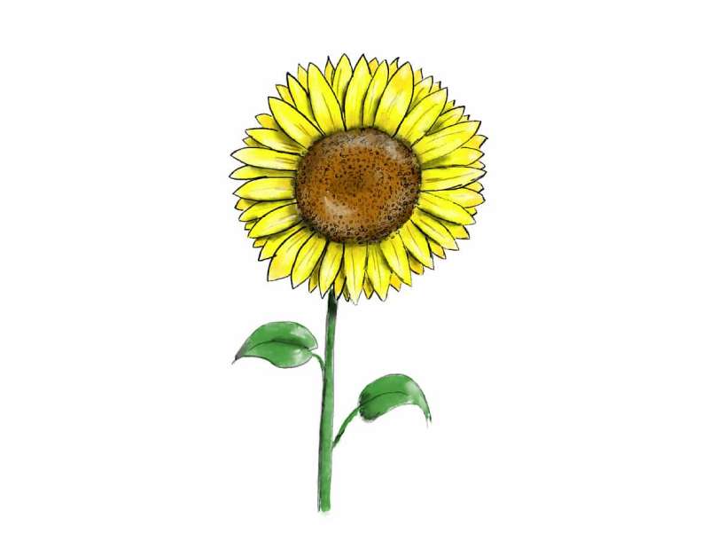 Eight-Step-Sunflower-Magic How To Draw A Sunflower: Tutorials To Learn From