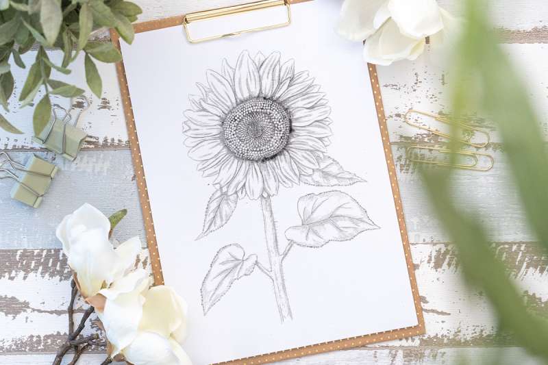 Making-Sunflowers-Pop-%E2%80%93-Drawing-Them-Real How To Draw A Sunflower: Tutorials To Learn From