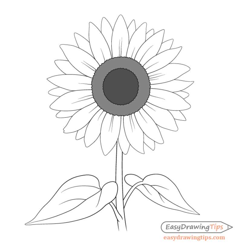 Portfolio-Worthy-Sunflower_-Its-Easier-Than-You-Think How To Draw A Sunflower: Tutorials To Learn From