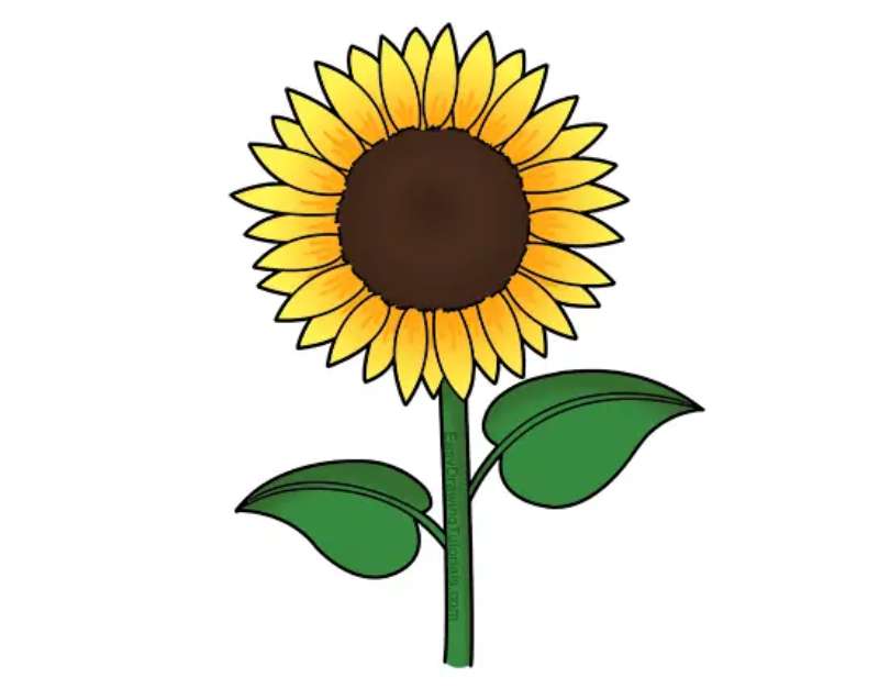 Sunflower-Cartoon-Groove How To Draw A Sunflower: Tutorials To Learn From
